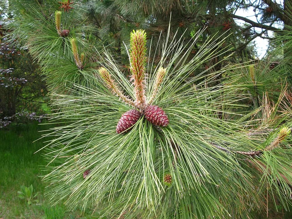 Ponderosa Pine (Pinus ponderosa)
