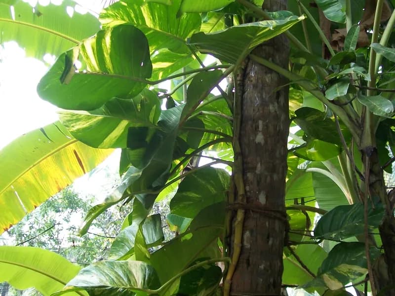 Pothos (Epipremnum aureum)