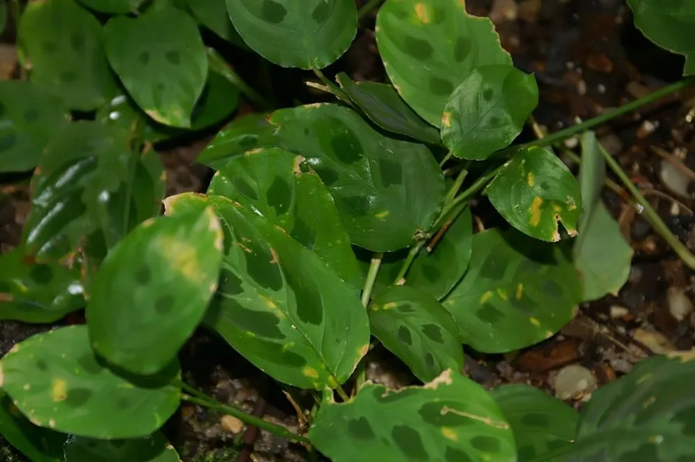 Prayer Plant (Maranta leuconeura)