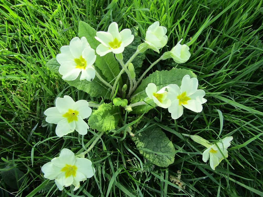 Primrose (Primula vulgaris)