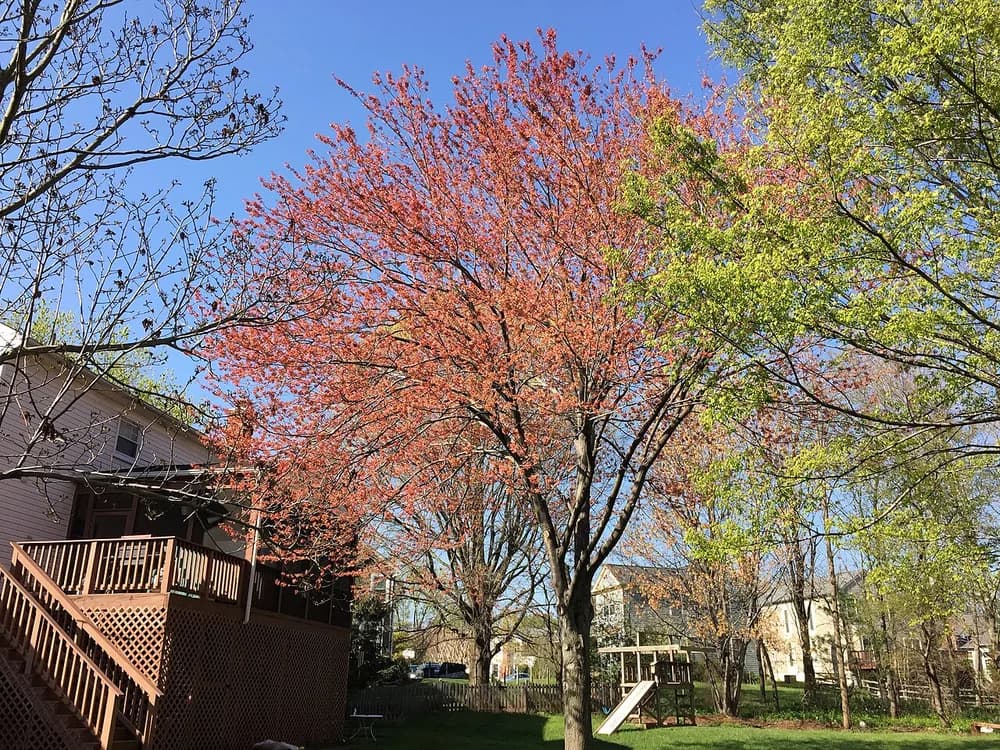 Red Maple (Acer rubrum)