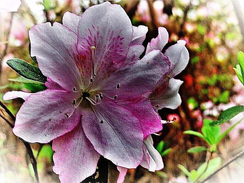 Rhododendron (Rhododendron spp)