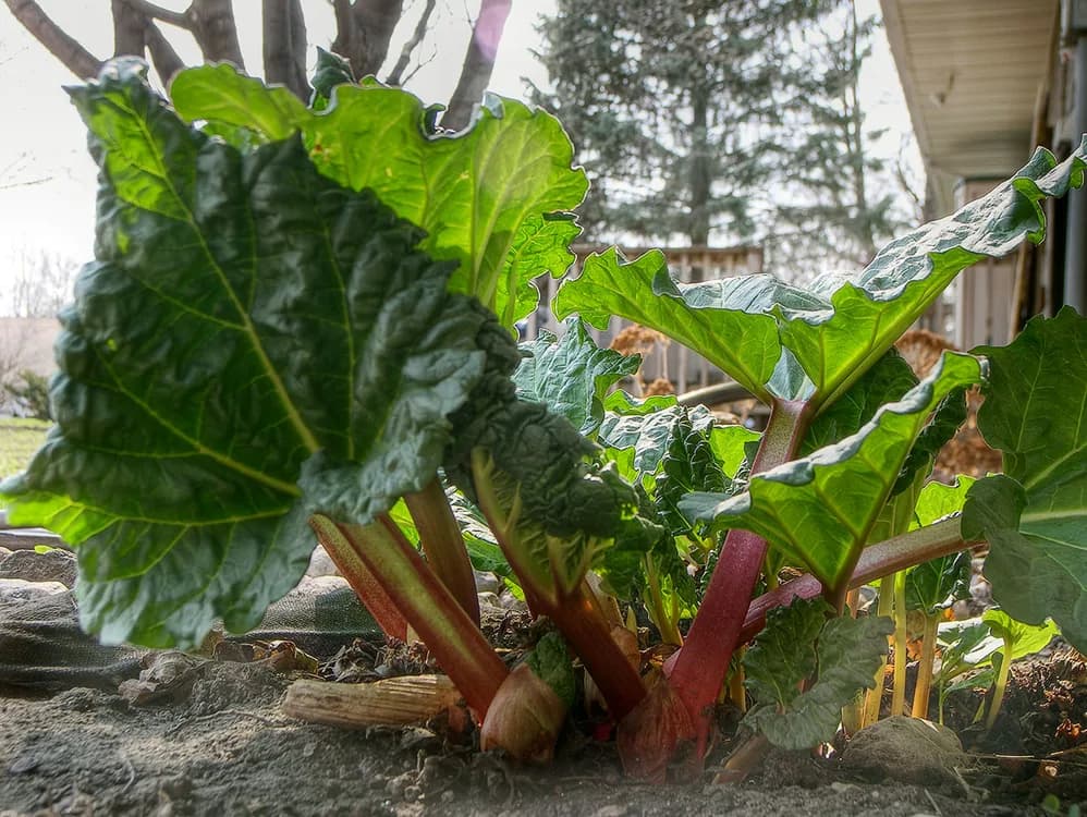 Rhubarb (Rheum rhabarbarium)