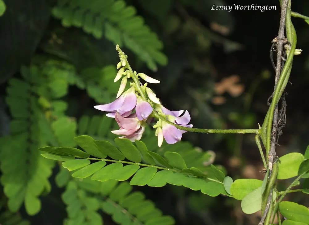 Rosary Pea (Abrus precatorius)