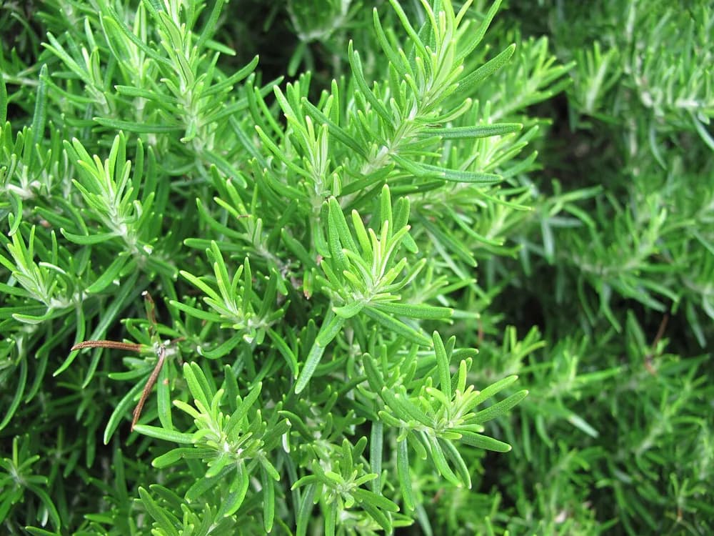 Rosemary (Salvia rosmarinus)