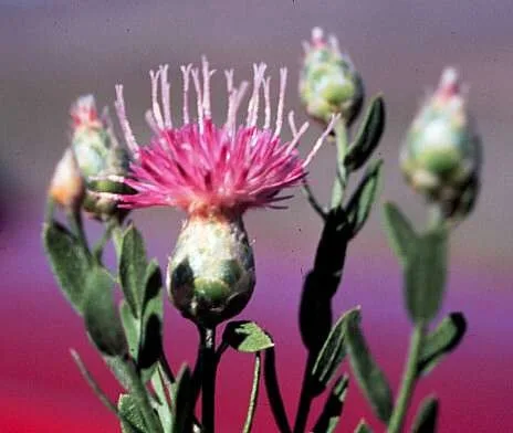 Russian Knapweed (Centaurea repens)