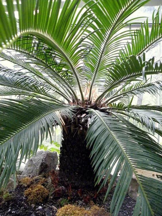 Sago Palm (Cycas revoluta, zamia species)