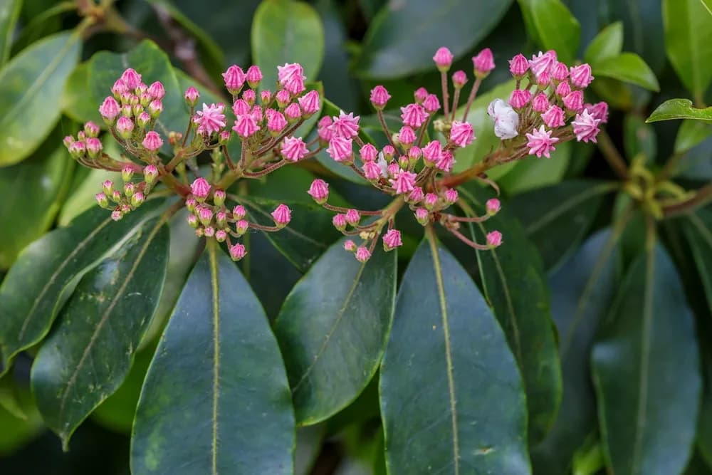 Sheepkill (Kalmia latifolia)