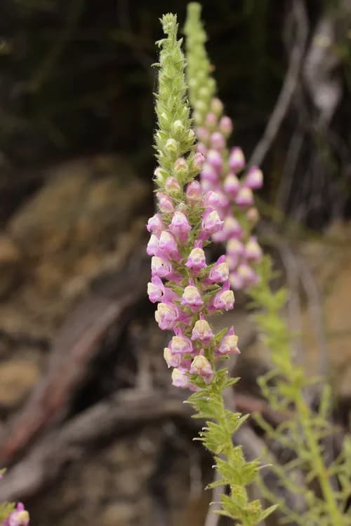 Snapdragon (Antirrhinum multiflorum)