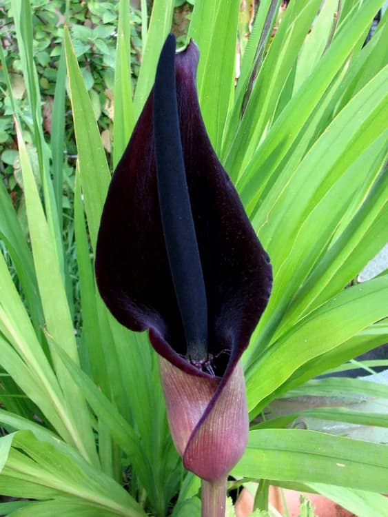 Solomon's Lily (Arum palestinum)