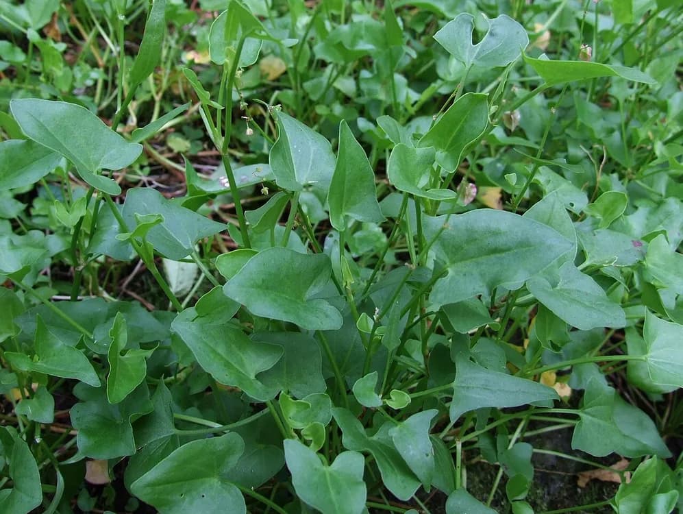 Sorrel (Rumex scutatus)
