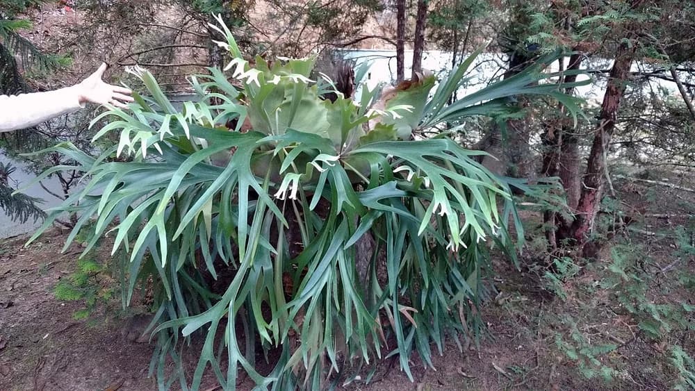 Staghorn Fern (Platycerium bifurcatum)