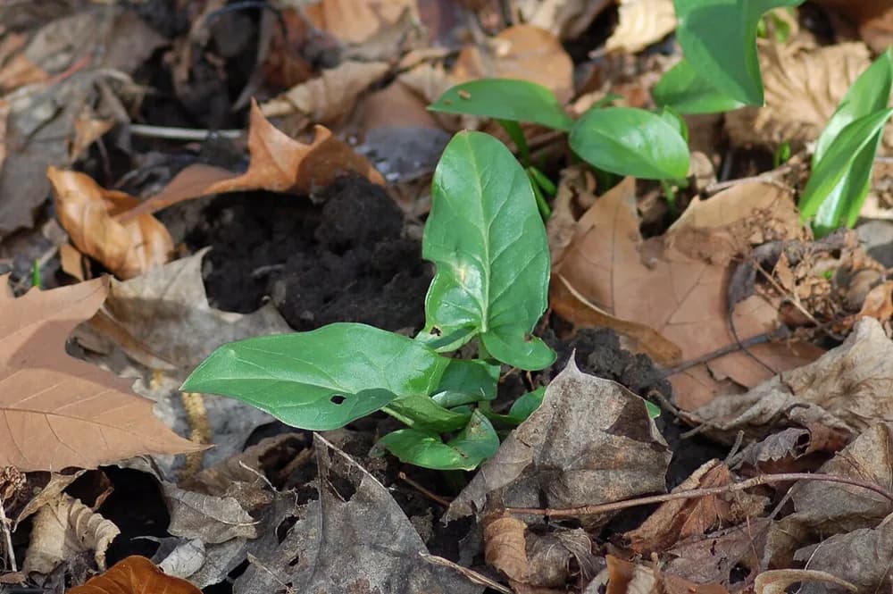 Starch Root (Arum maculatum)