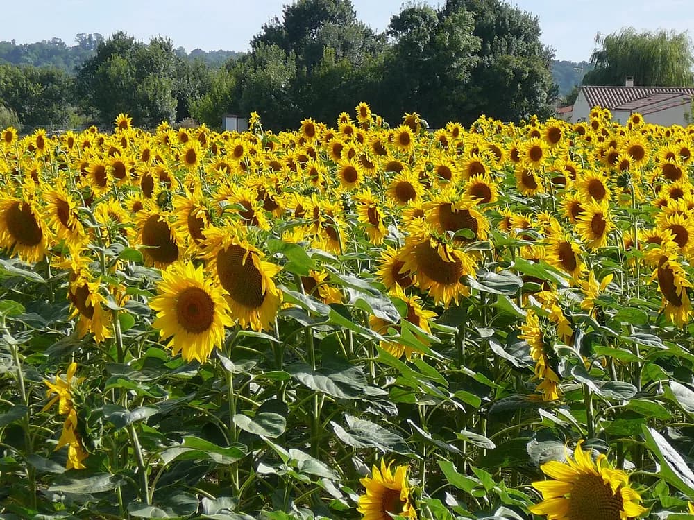 Sunflower (Helianthus annuus)