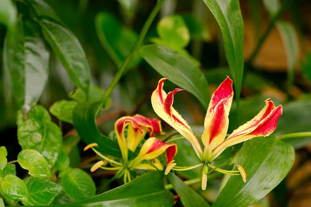 Superb Lily (Gloriosa superba)