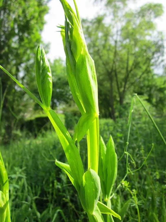 Sweet Pea (Lathyrus latifolius)