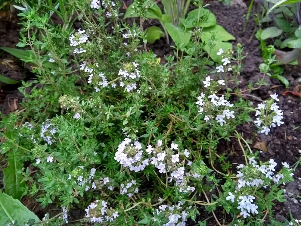 Thyme (Thymus vulgaris)