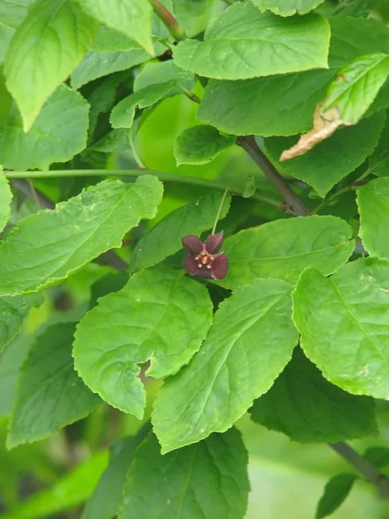 Wahoo (Euonymus occidentalis)