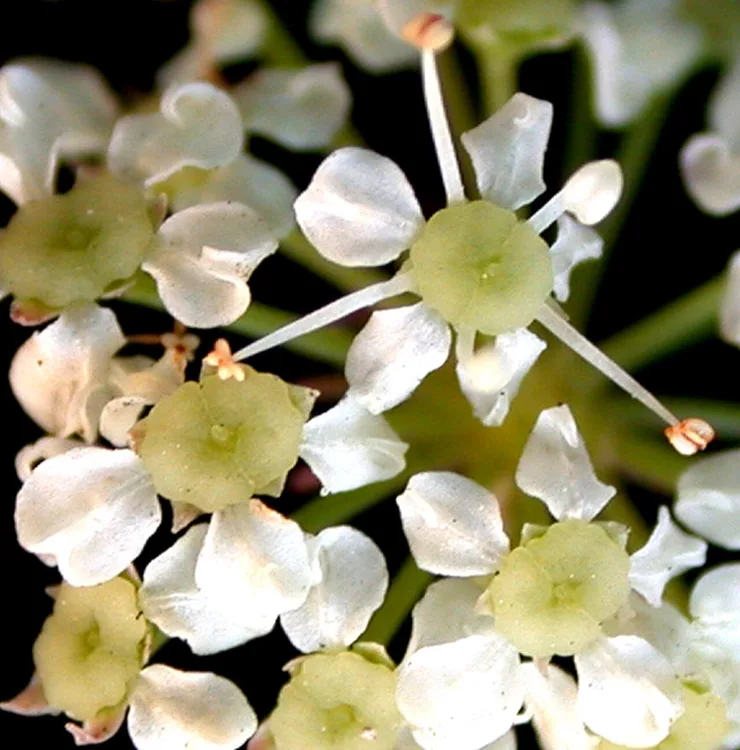Water Hemlock (Cicuta maculata)