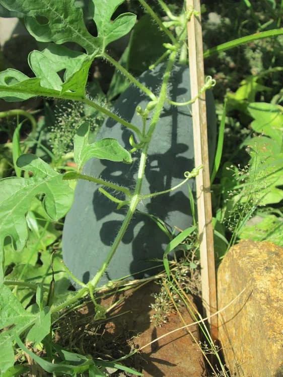 Watermelon (Citrullus lanatus)