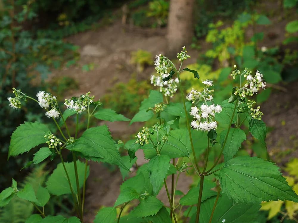 White Snakeroot (Ageratina altissima)