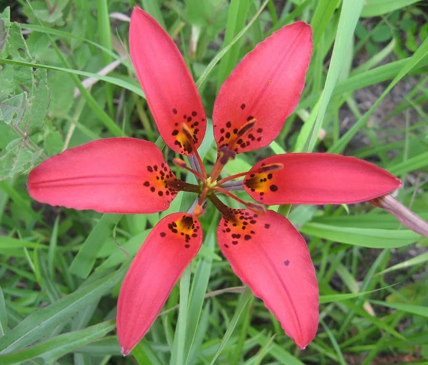 Wood Lily (Lilium umbellatum)
