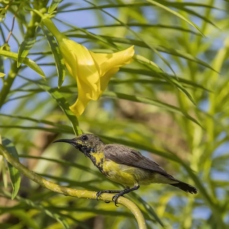 Yellow Oleander (Thevetia peruviana)