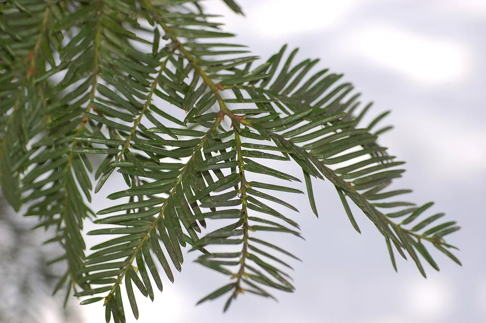 Yew Pine (Podocarpus macrophylla)