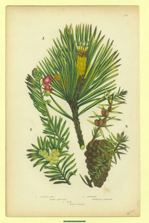 Yew (Taxus spp.)