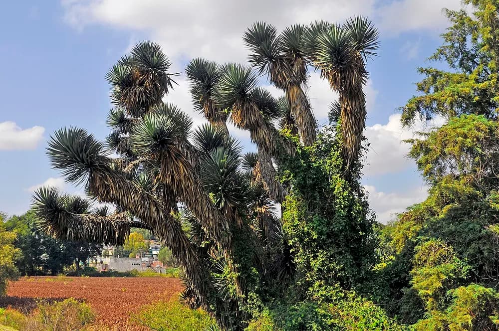Yucca (Yucca spp.)