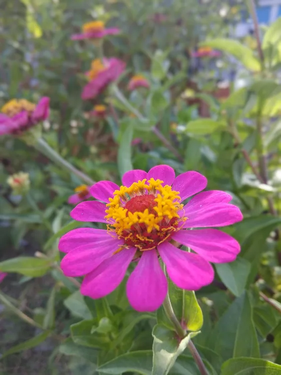 Zinnia (Zinnia elegans)